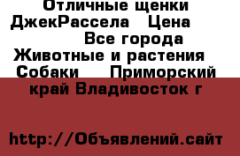 Отличные щенки ДжекРассела › Цена ­ 50 000 - Все города Животные и растения » Собаки   . Приморский край,Владивосток г.